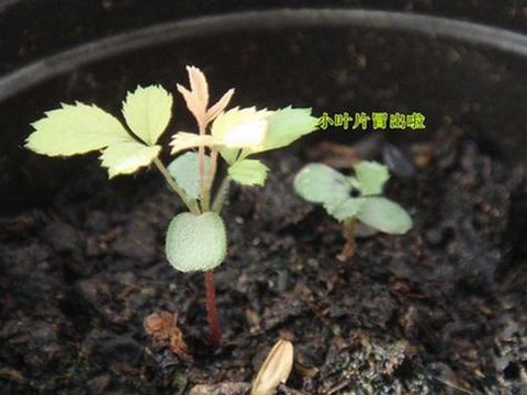 龙之谷玫瑰花怎么种[图1]