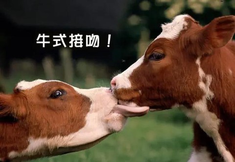 迷你世界如何让牛争斗[图2]